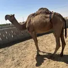 ناقه حمراء شعلا ظروبه عشراء للبيع