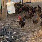 دجاج بلدي