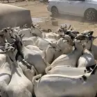 تيوس فل شحم