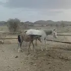 4 خيول شعبيه (فرس ومهرها   حصانين)