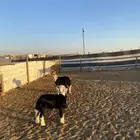 رخال نجد مقاني