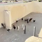 يوجد عندي 24 فروج ديك ودجاج ويوجد خمس زواج حمام