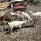 مراح ماعز كامل عدد 70 راس للبيع او للبدل