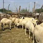 ذبائح بلدي