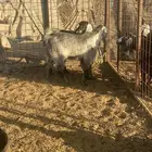 تيوس ثلاجه