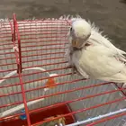 فرخ بادجي البينو ب 70 او 90 شامل ملحقات