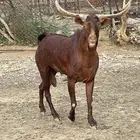 تيس بلدي ادهم للبيع