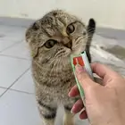 ذكر سكوتش فولد للبيع