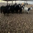 معزا طيبه