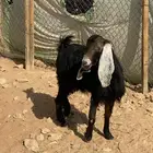 عنز حائل ورخل جذعه وتيس فحل عارضي