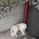 قطه مفقوده