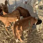 سواكني تربيه