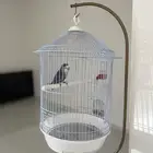 للبيع ببغاء روز