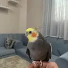 ذكر كروان اليف متكلم