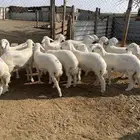 رخال حريات فاخر مقناوي