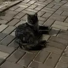 قطو ضايع