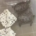 للبيع سلاحف مائيه جوز