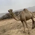 محايل عسير