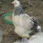 دجاج براهما كولمبي بياض