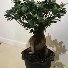 شجرة بونساي