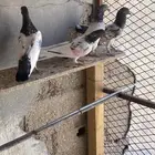 للبيع حمام باكستاني