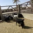 8 معزا 4 فيهن حليب