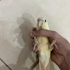 كنيور نعناع اليف ويرقص