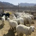 العدد 17 فيها 3 رخال الباقي طليان كلش جذع مراح ذبايح