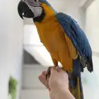 ببغاء مكاو اليف ولعوب ومتكلم عمر 10 شهور