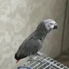 ببغاء كاسكو اليف متكلم