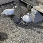 للبيع بط و ديك و حبشي