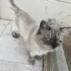 قط للتبني بامانه اللي يخاف الله فيه يتواصل معي