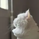 قطة للتبني