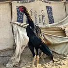 شامو الماني