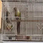 جوز كنيور اناناس (( تم البيع ))
