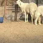 فحل حري