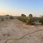 نخل أخلاص