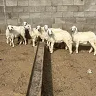 رخيل حريات ( تم البيع)