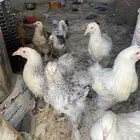 براهما