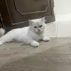 عندي قطه اللتبني