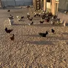 دجاج وديوك للبيع بلدي فيوم