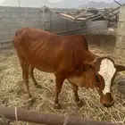 بقر بلدي