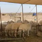 ذبايح حري للبيع طليان رخال نوفر ذبائح مناسبات