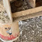 قطايف سود صكه وحده نتاج بعض