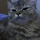 قطه تبني