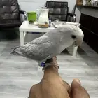 روز اليف