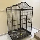 شبك ببغاء كبير وقوي