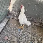 للبيع ديك كوشامو قزم