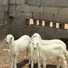 طلي وثلاثةرخل