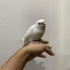 كروان البينو عيون حمر
